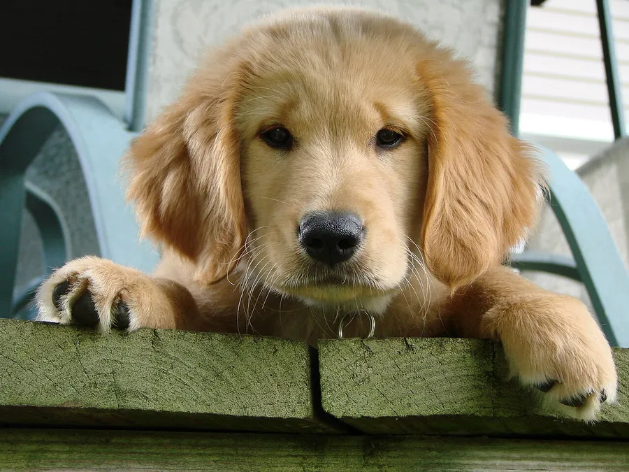 Pui Golden Retriever cu pedigree, vaccinați și deparazitați