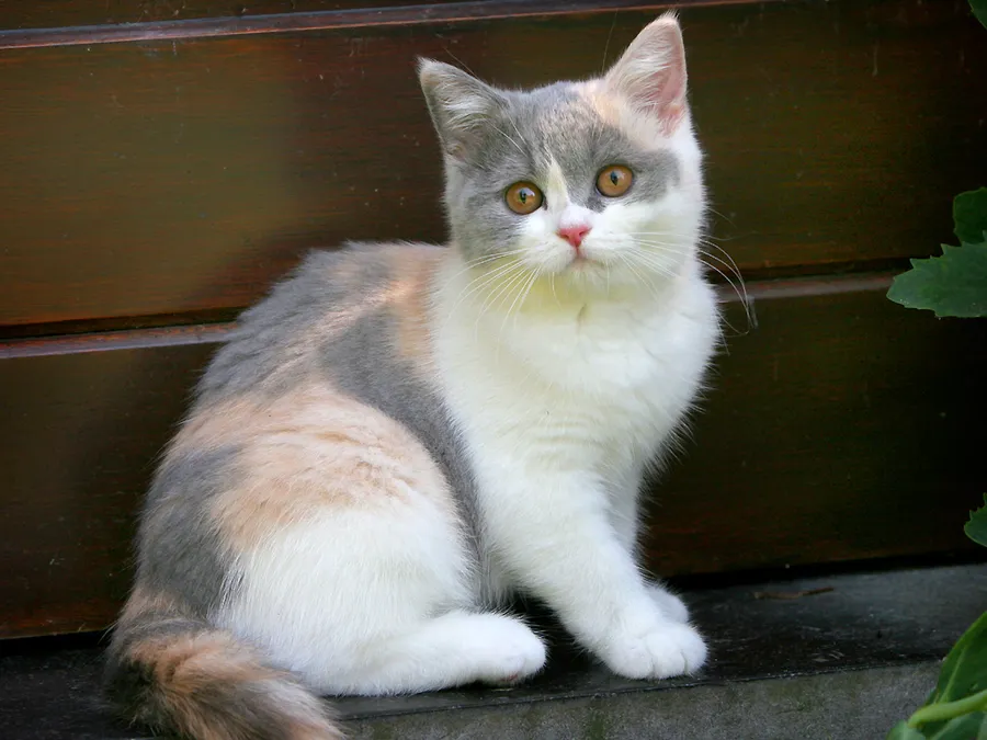 Pui British Shorthair blue, 3 luni, obișnuiți cu litiera